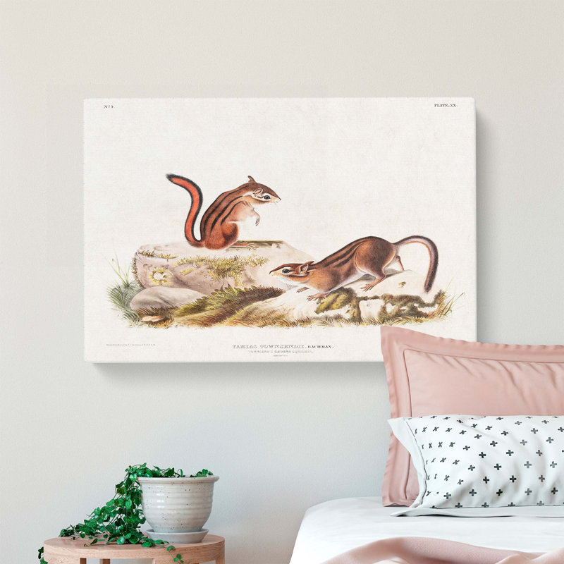 Ground Squirrels by J.W. Audubon - Wrapped Canvas, 35cm H x 50cm W x 3cm D