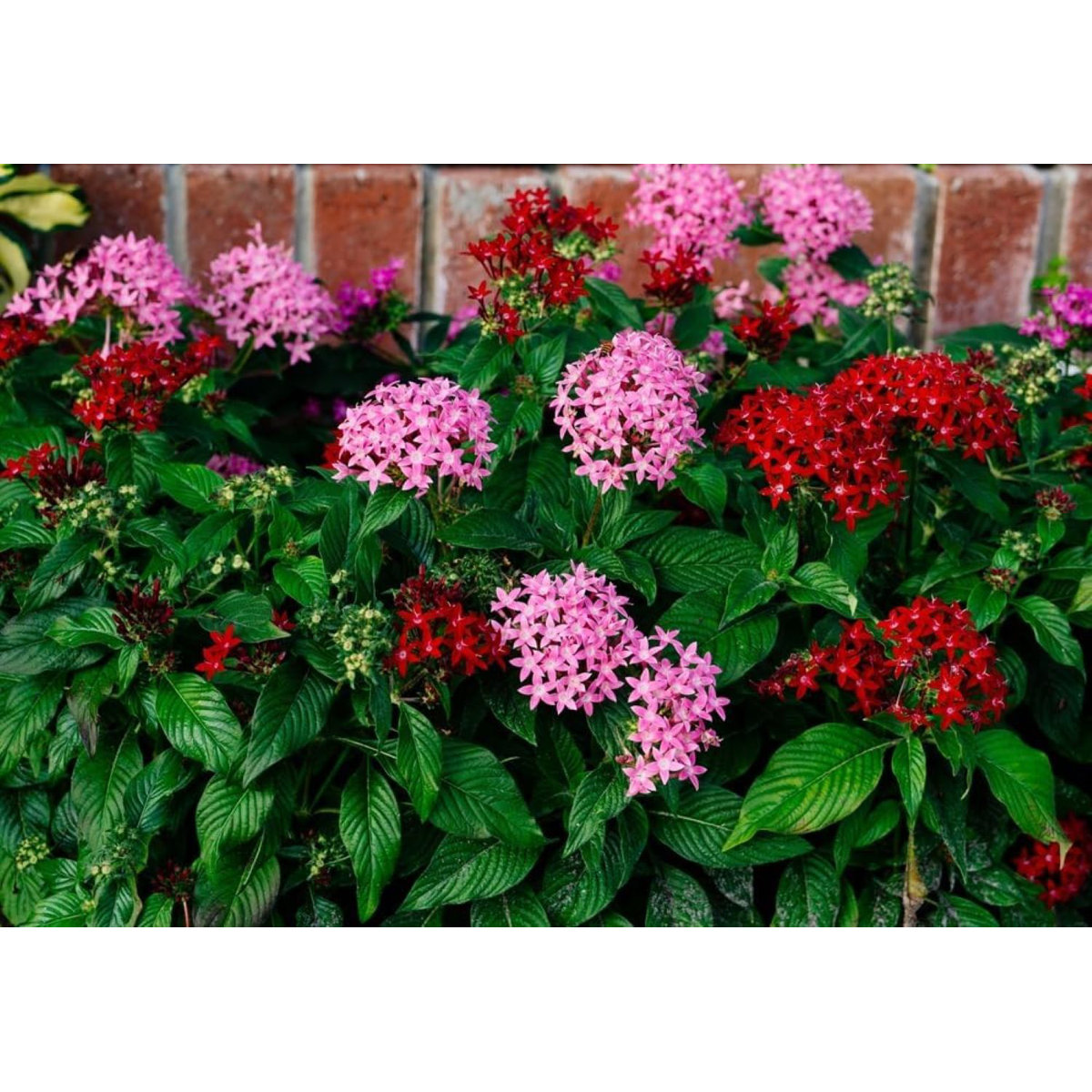 American Plant Exchange Dwarf Penta Landscape Plant - Thumbnail 2