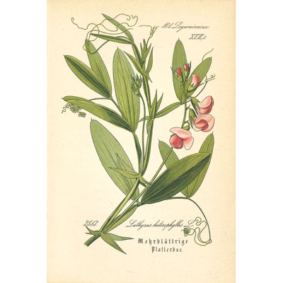 Vintage Botanical Norfolk Pea - Wrapped Canvas Painting