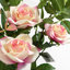 Plastic, Silk Rose Arrangement in Pot-109341031