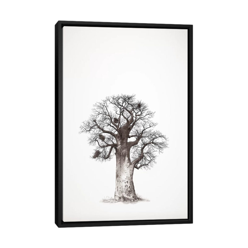 Baobab Legacy V by Klaus Tiedge - Print on Canvas, Black Framed, 66.04 cm H x 45.72 cm W