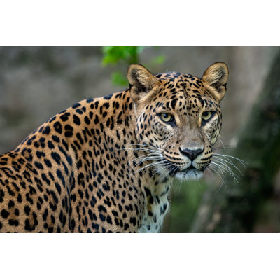 Ceylan Leopard - Photographie sur toile tendue