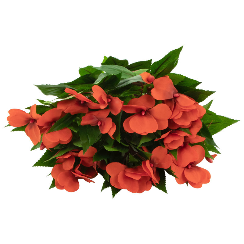 Tige de marguerite