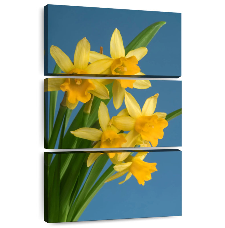 Jonquilles jaunes sur fond bleu Harnek, H 32 po x l 20 po