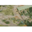 Floral Area Rug