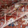 Lorcan Oriental Indoor Rug