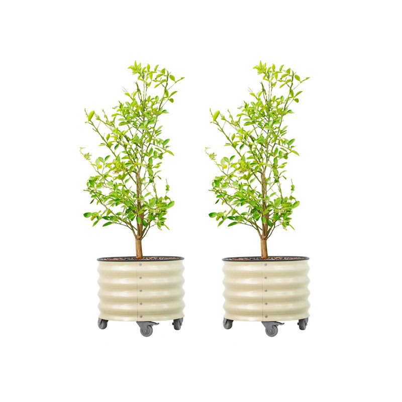 17.5" Tall 21" Wide Round Metal Outdoor Rolling Tree Planter, Pearl White, 2