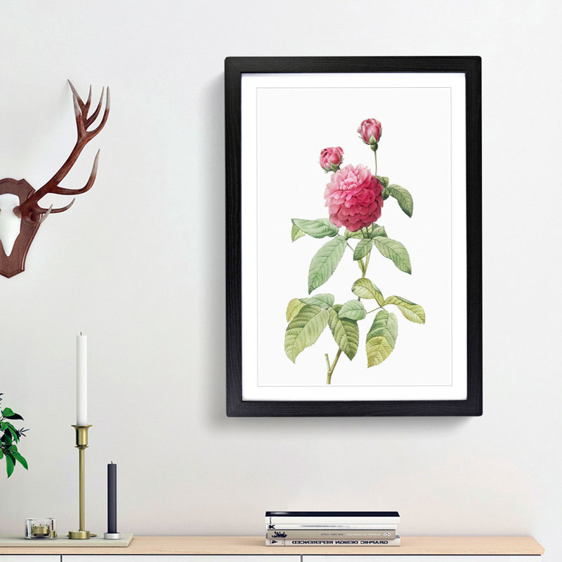 Pink Agatha Rose by Pierre-Joseph Redoute - Picture Frame Painting Print, 36cm H x 27cm W x 2cm D, Black Framed