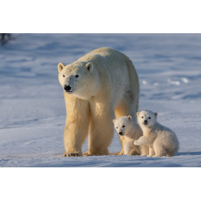 " Polar Bear " by Xiaoying Shi