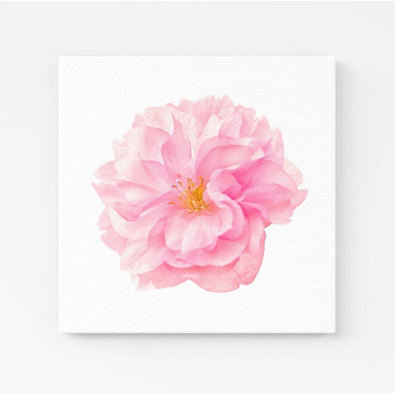 Single Cherry Blossom - Wrapped Canvas Print