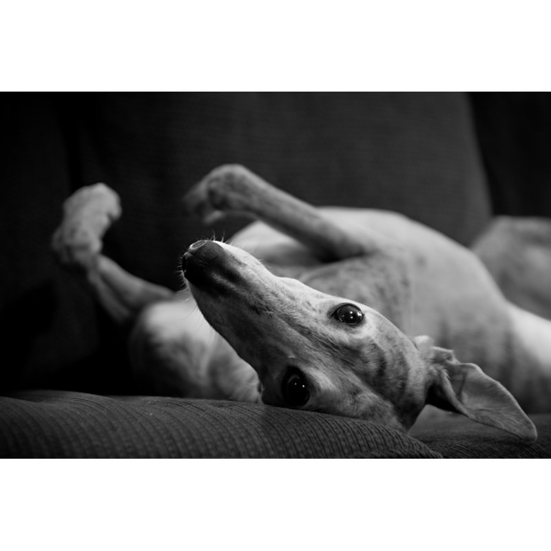 Retired Greyhound by Jsheets19 - No Frame Print on Canvas, 61cm H x 91cm W