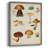 Mushroom Species II Framed Print - Solid Wood-616785683