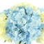 Hydrangeas Arranged in Clear Glass Vase-1541245387