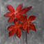 Asiatic Lily, toile encadrée - Décoration de chambre asiatique florale-119954492