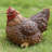 Squatting Hen Statue