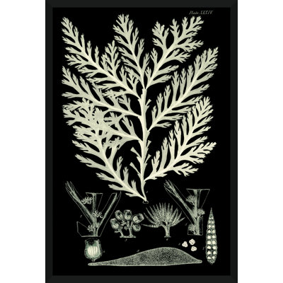 «Seaweed Diagram IV», impression encadrée sur papier