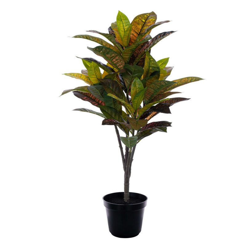  36 po. Plante en pot Croton., H 24 po x l 13 po x P 13 po
