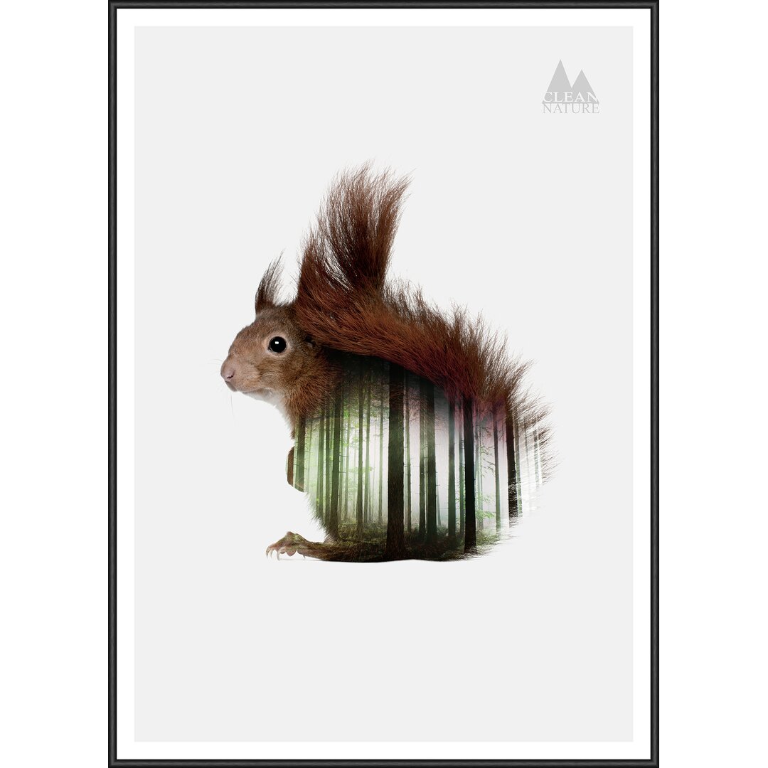 Gerahmtes Poster Squirrel, Grafikdruck