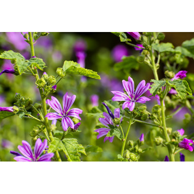 Mauve sauvage - photographie sur toile tendue