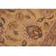 Tapis oriental doré / brun en laine noué à la main 8 pi 11 po x 12 pi 4 po Abbigail