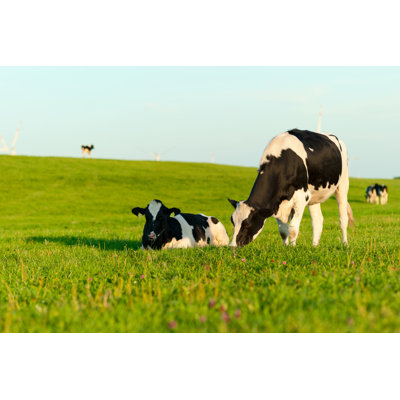Holstein Cows Grazing - Photographie sur toile tendue