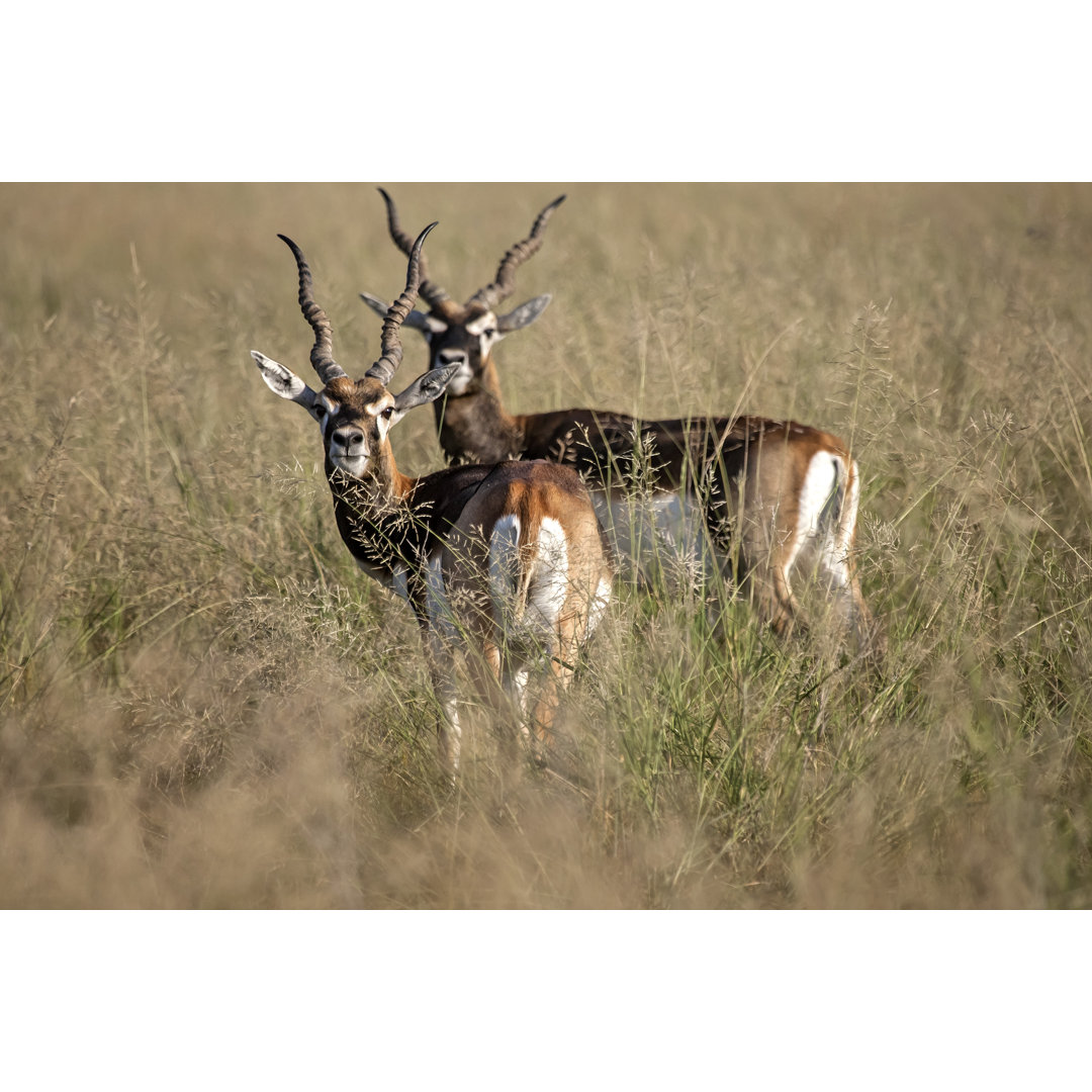 Schwarzbock Gazelle, Indien von Sabirmallick - Kunstdrucke auf Leinwand ohne Rahmen