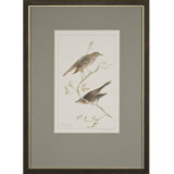 Thrush Print by Daughdrill