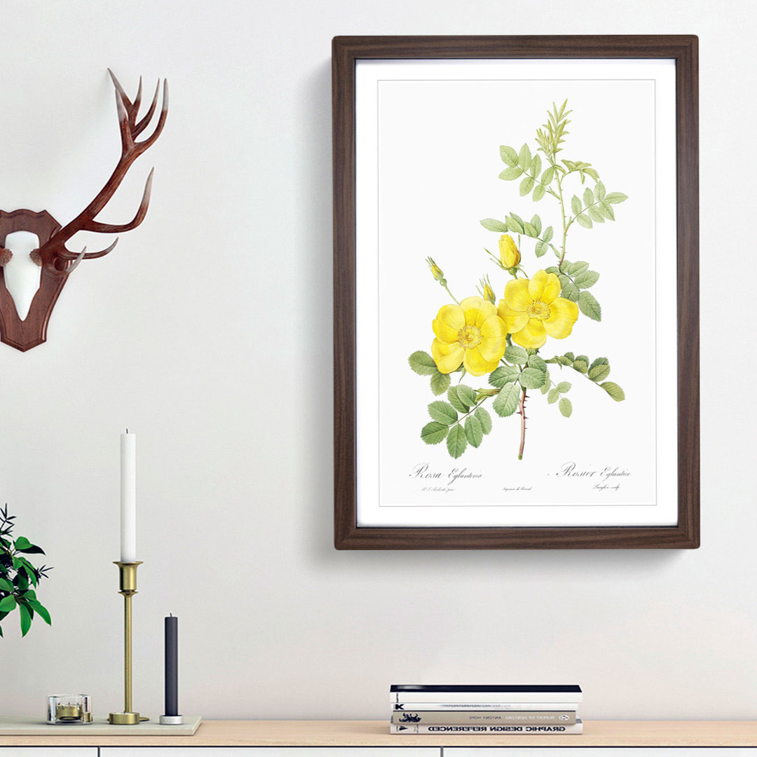 Sweetbriar Roses in Yellow by Pierre-Joseph Redoute - Framed Print
