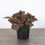 Live Red Fittonia Nerve Plant