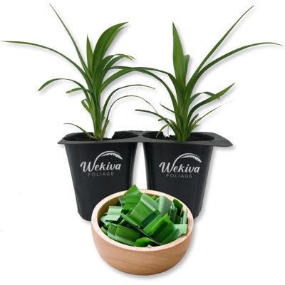 Pandan Plant - 2 Live Tissue Culture Starter Plants - Pandanus Amaryllifolius - Fragrant Flavor Sweet Edible Leaves
