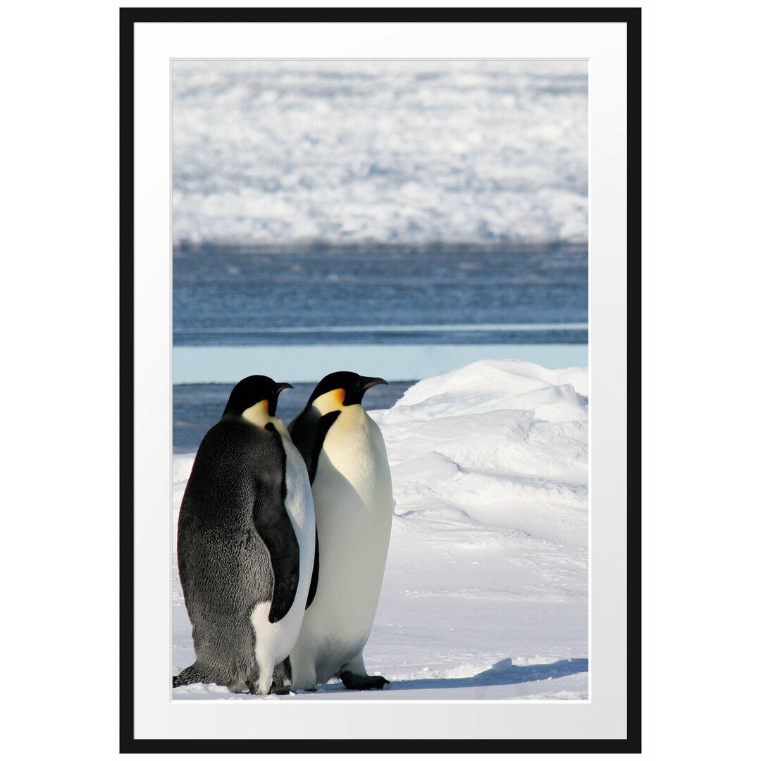 Gerahmtes Poster Kaiserpinguine