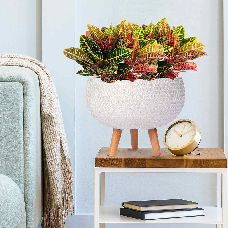 Concrete Effect Bowl Planter on Hardwood Legs, Round Indoor Plant Pot Stand for Indoor Plants, Shallow Planter with Honeycomb Pattern