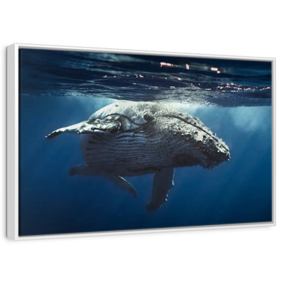 Baleine écumante