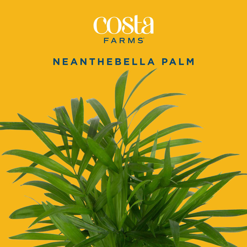 Parlor Palm Plant in Planter