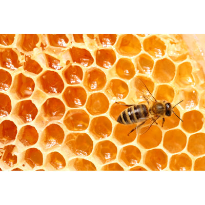 Abeille, nid d'abeille par Antagain