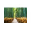 Arashiyama Ancient Bamboo Forest - Wrapped Canvas Print-860950214