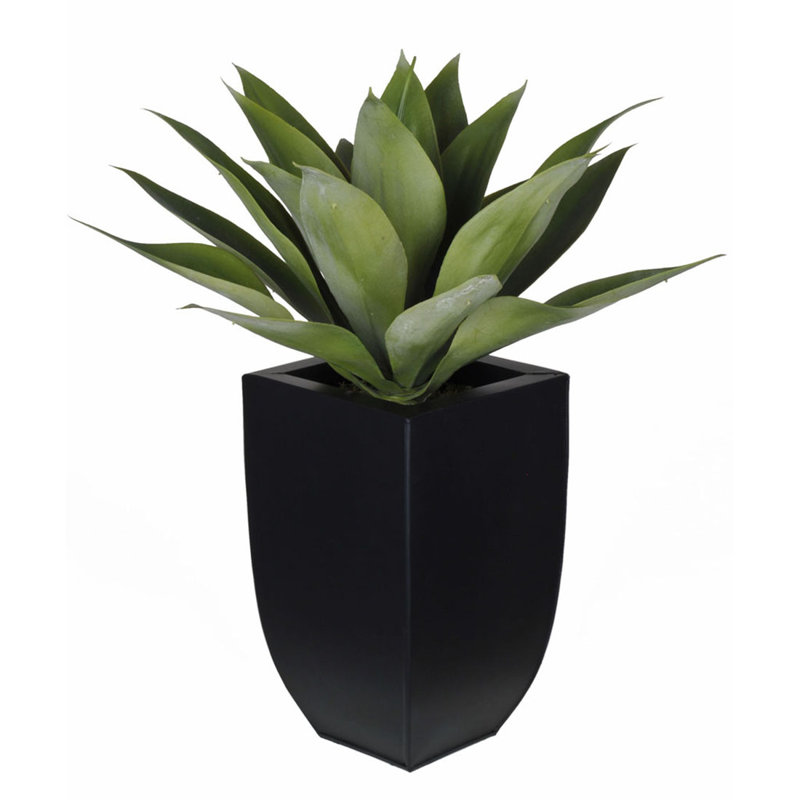 Succulent agave foxtail en pot, Noir