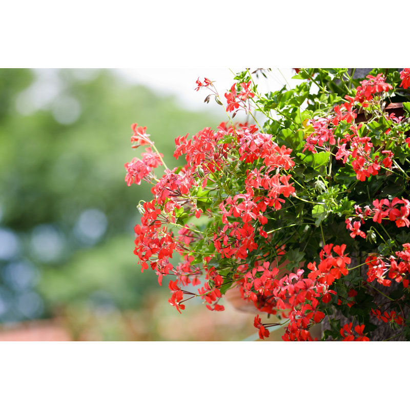 Geranium Flower Hanging In Garden by Shaiith - Wrapped Canvas Print, 20cm H x 30cm W