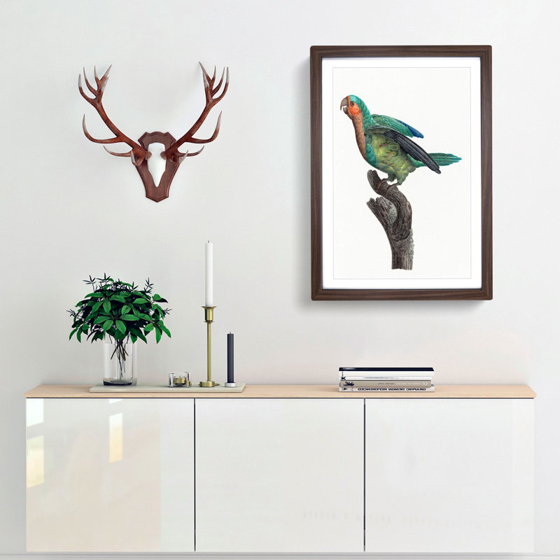A Yellow-Crowned Parakeet by F. Levaillant - Framed Print, 63cm H x 45cm W x 2cm D, Walnut Framed