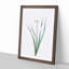 Primrose Flowers by Pierre-Joseph Redoute - Picture Frame Painting Print-55601680-55601683