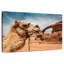 Chameau Brampt dans le désert du Wadi Rum-108887336