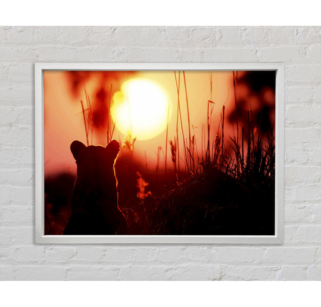 Lion Cub Watching The Sun Go Down - Einzelbildrahmen Kunstdrucke auf Leinwand