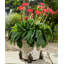 Caliegh Metal Planter Feet