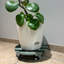 Support pour plante rond 11,4 "WPC avec roulettes verrouillables - support pour plante d'intérieur et d'extérieur vert sauge