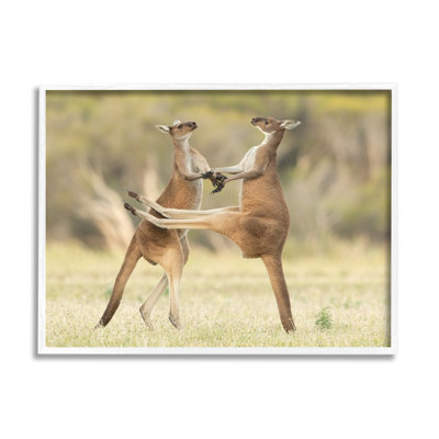 ba-411-Kangaroo Duo, photographie par Lea Scaddan, reproduction d'art sur toile