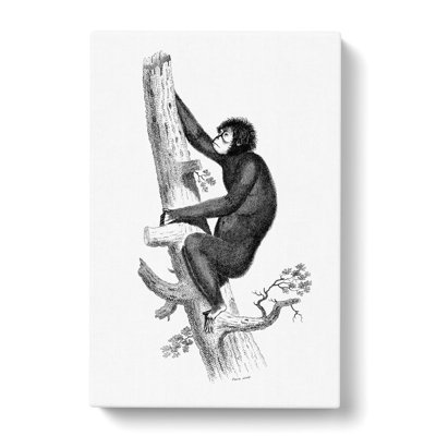 Orangutan in Black & White by George Shaw - Wrapped Canvas Drawing - Wrapped Canvas