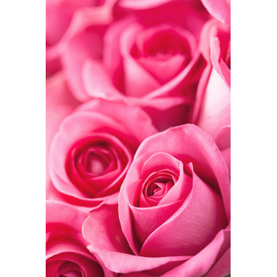 " Beautiful Pink Roses " by Olgamiltsova