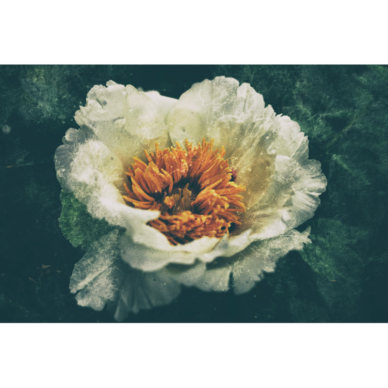 Wansley Wansley Vintage Flower - Wrapped Canvas Print, 30cm H x 46cm W x 3.8cm D