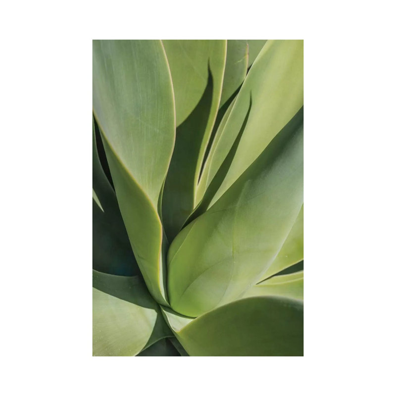 Aloe II by Barbara Markoff - Wrapped Canvas Print, 101.6cm H x 66.04cm W x 1.91cm D