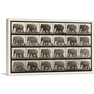 «An Elephant Walking sépia» par Ead vêtementsd Muybridge - impression sur toile tendue